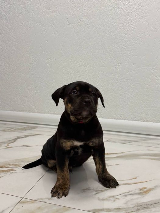 Кадебо(мальоркський мастиф)