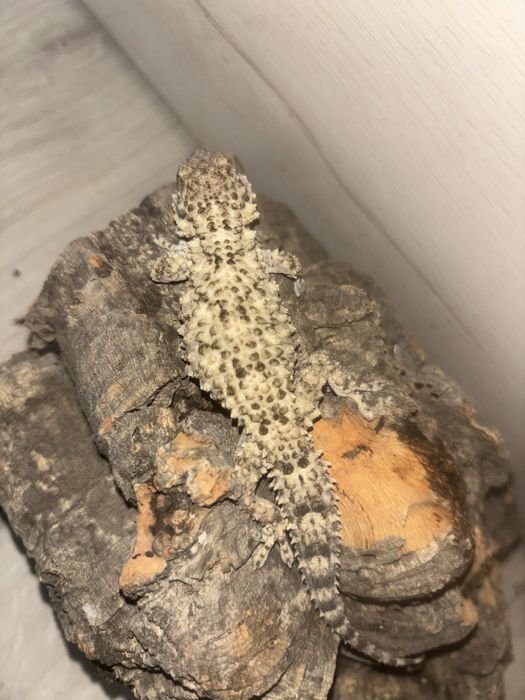 Tarentola Murowa parka