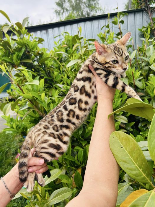 Piękna kotka Bengal z prawami hodowlanymi