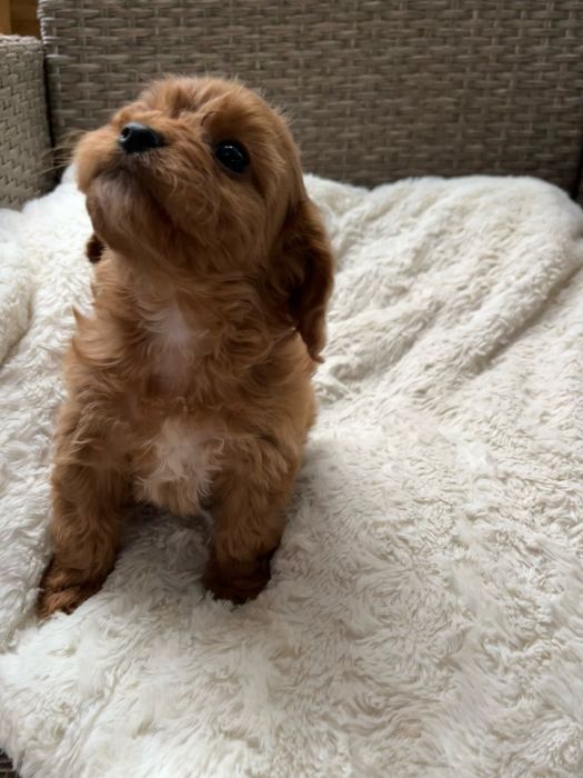 Cavapoo - mama Cavalier King Charles Spaniel, tata Pudel Toy