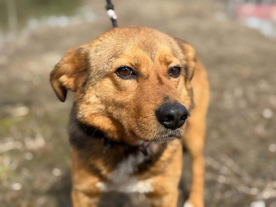 Pies z historią chwytającą za serce !!