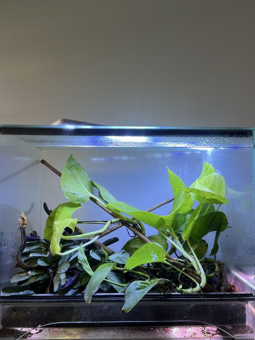 Terrarium 50/40/30