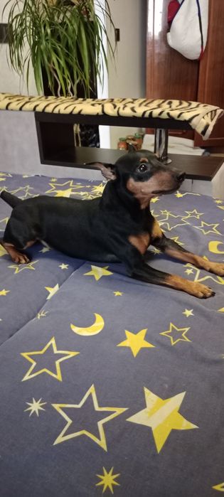 Вязка цвергпинчер