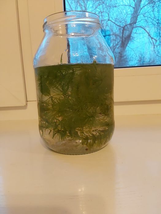 Водоросли аквариумные