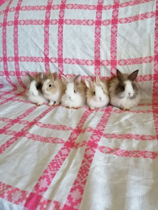 Króliczek Mini Lop, karzełek Teddy, Lewek