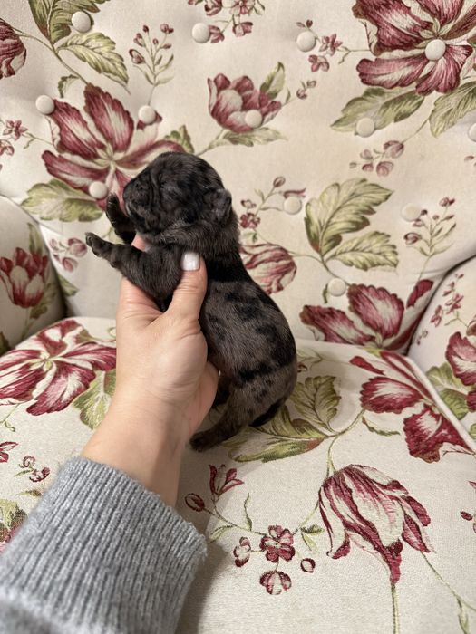 Excelente Pug Carlin de Qualidade