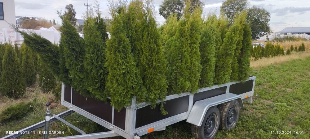 Tuja szmaragd  160-180 cm