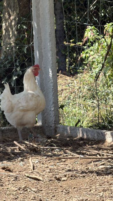 Vende-se casal ou trio de leghorn, Pedres, Cornish, la bresse Gauloise, Jersey Gigante, Malines