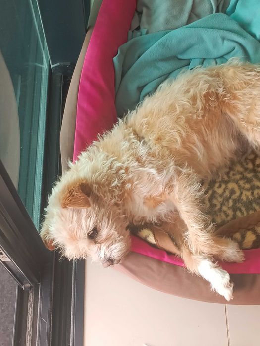 Passeios & Pet Sitting em Espinho - Cãomigo