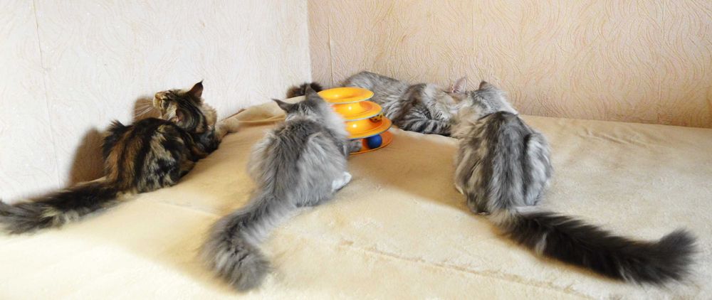 Vip кошенятка Мейн-кун із відомого розплідника Bartalameo