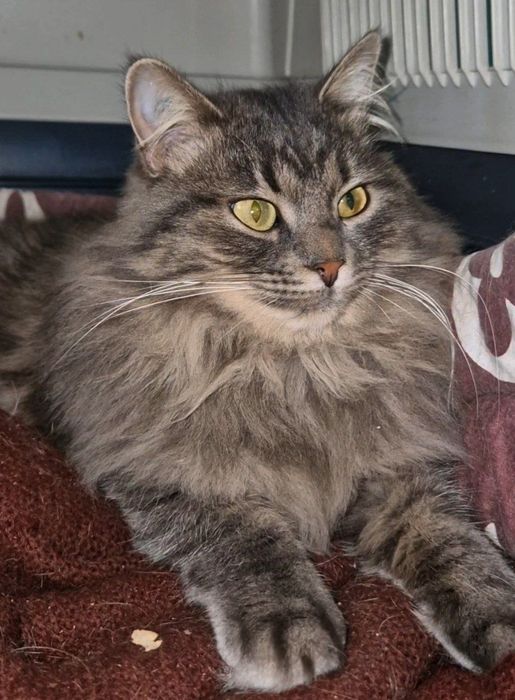 Харьков! Отдаётся ответственным хозяевам