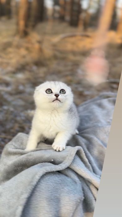 Фолд висловуха срібляста шиншила шотландська киця