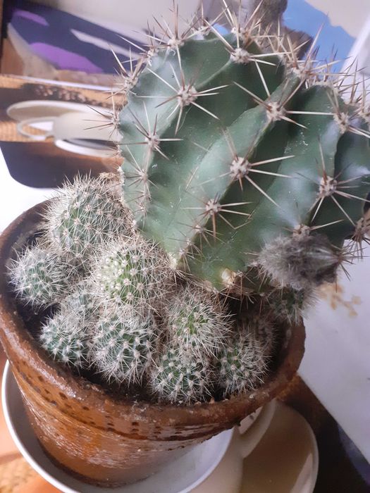 Kaktusy, szczepki kaktusa