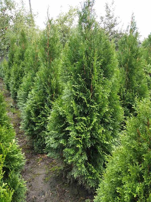 Найнищі ціни. Туя смарагд від 1 м до 6 м