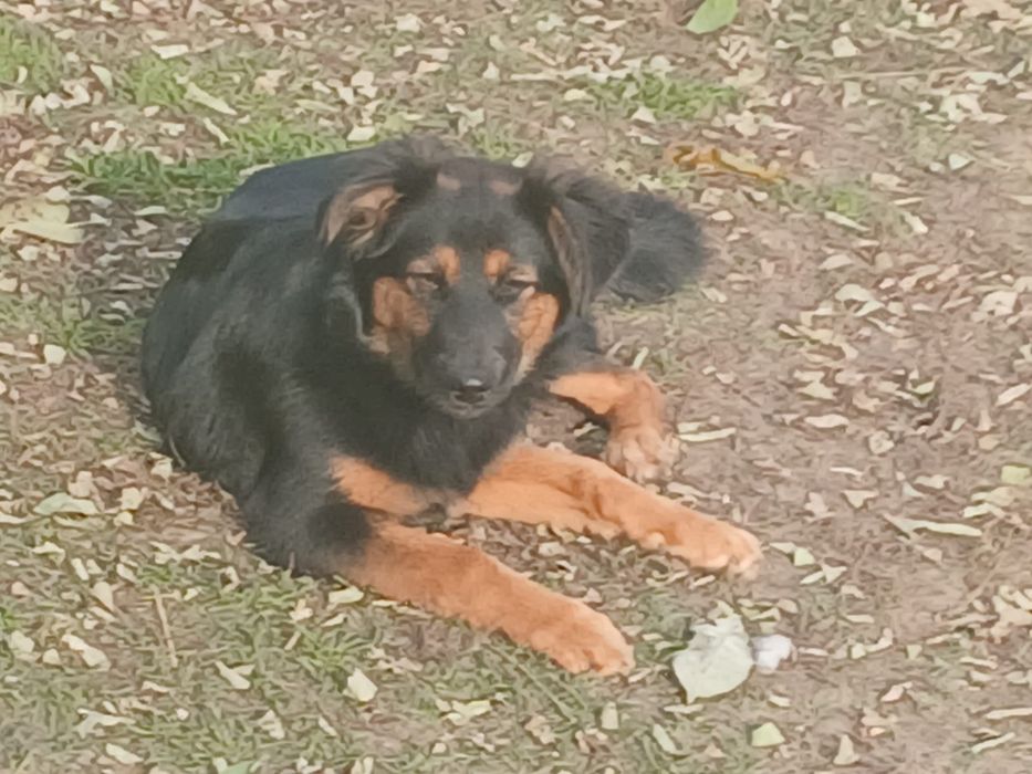 Oddam w dobre ręce młode suczki