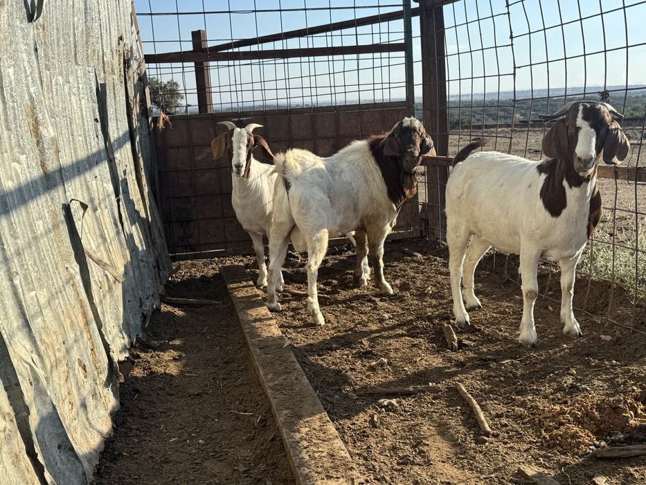 Cabras boer 2 anos