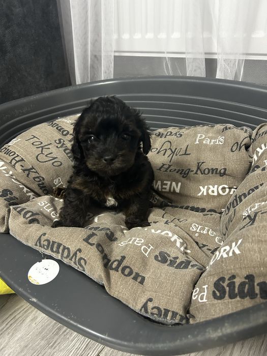 Хлопчик йоркопу