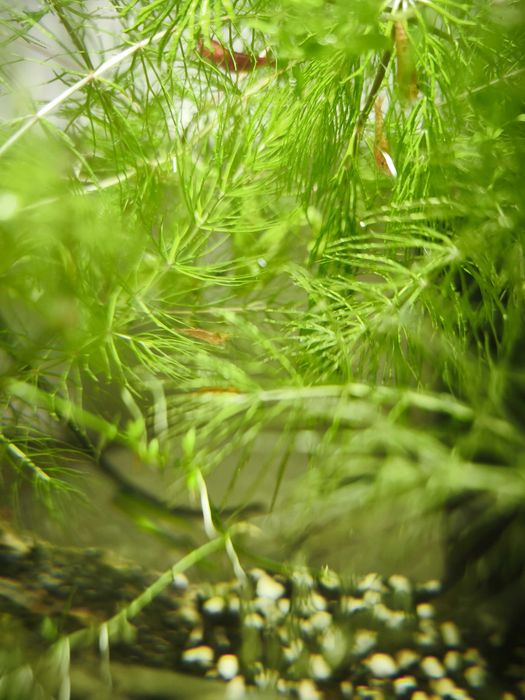 Акваріум 42 літри з креветками і мальками гуппі, барбусів та сомиків