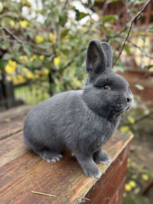 Kroliki wiedeńskie niebieskie samce samice