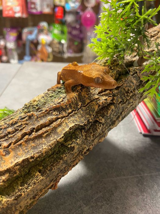 Gekon Orzęsiony sklep zoologiczny Gruby Kocur