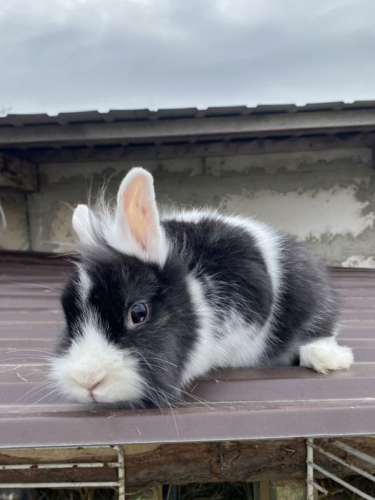 Samiczka miniaturka