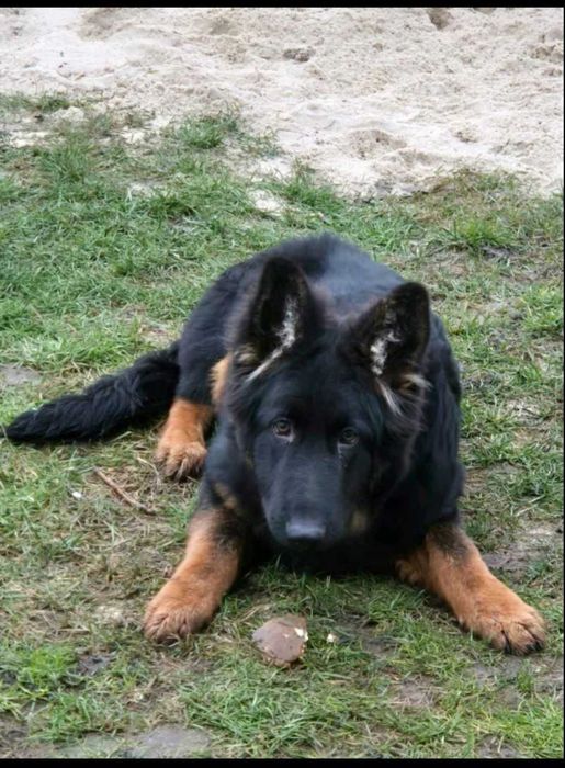 Щенки длинношерстной немецкой овчарки. Питомник Shaggy-covey.