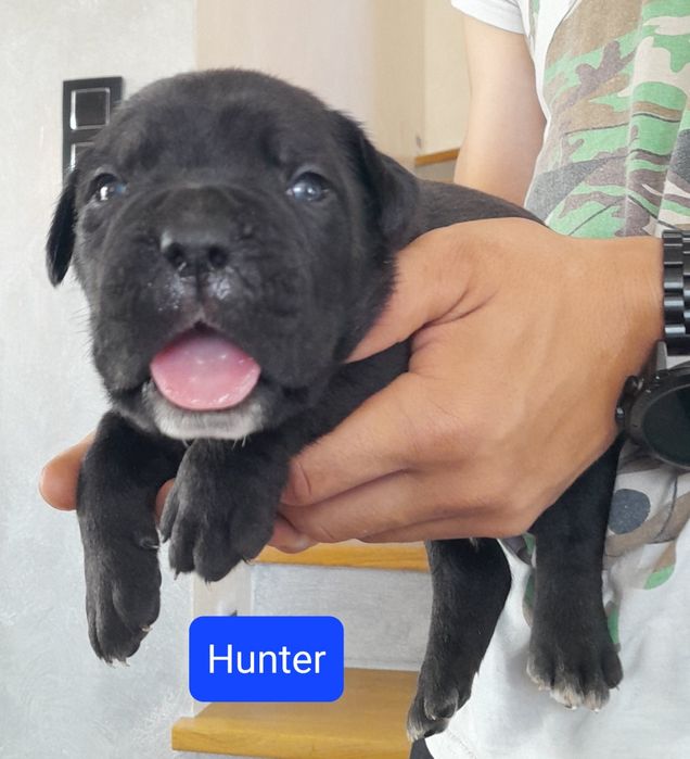 Cane Corso szczeniak