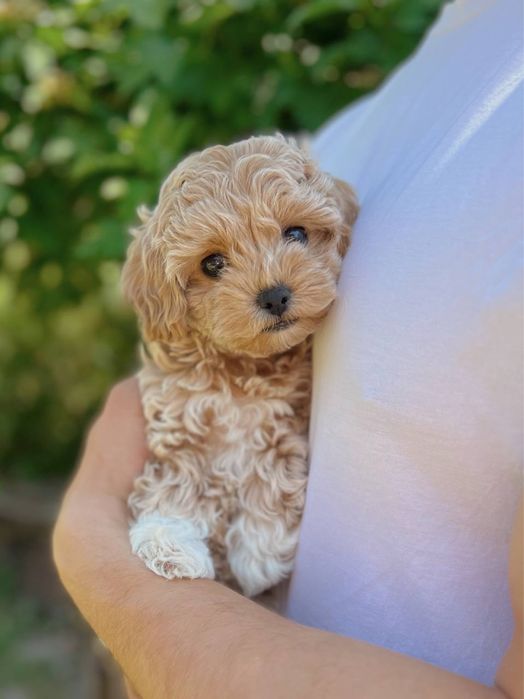 Мальтипу мини, микро. Ф1. Мальтіпу міні, мікро f1