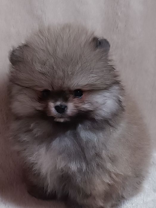 Pomeranian suczka  mini mini