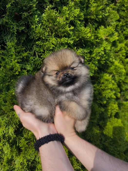Szpic miniaturowy pomeranian