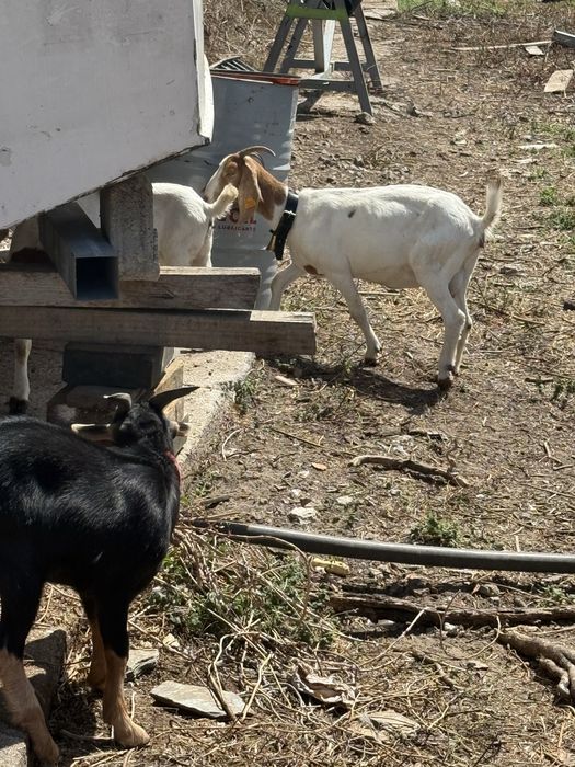 Cabritos boer puros melhor oferta