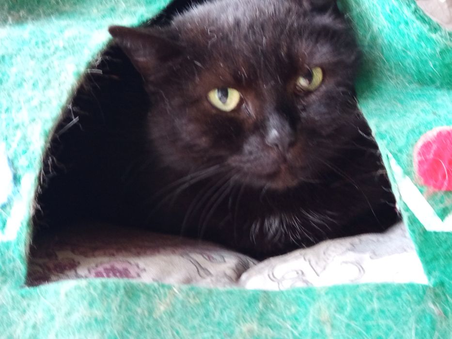 Matcha, delikatna koteczka