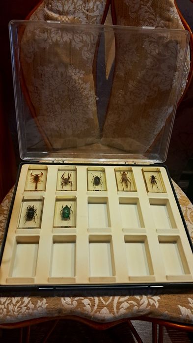 Коллекция насекомых.Коробка для насекомых. З