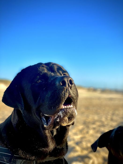 Cane Corso + Cane Corso/ Pastor Alemão