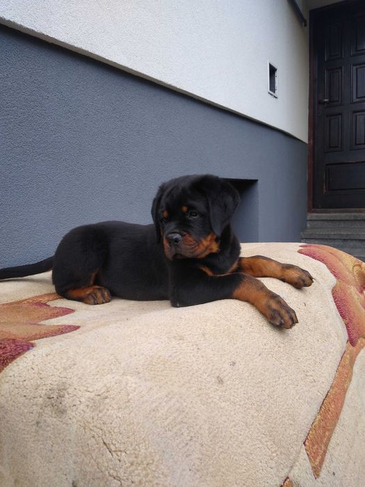 Rottweiler szczenię ZKWP/FCI