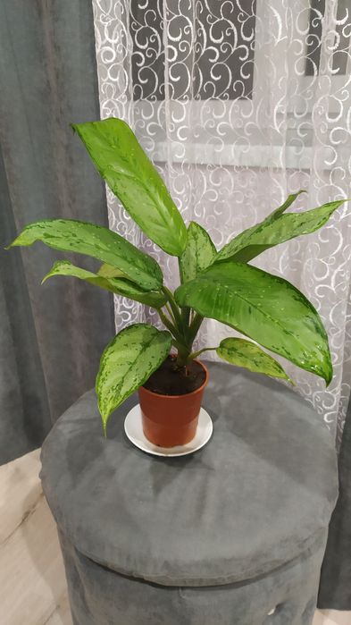 Вазони терміново