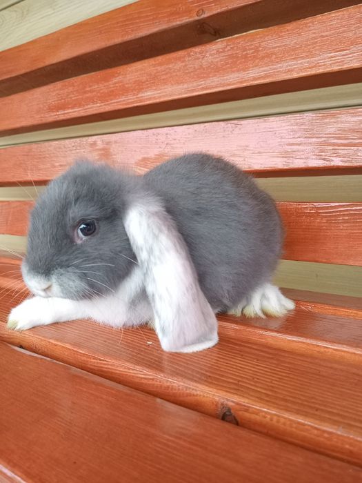 Продам Французькі Барани