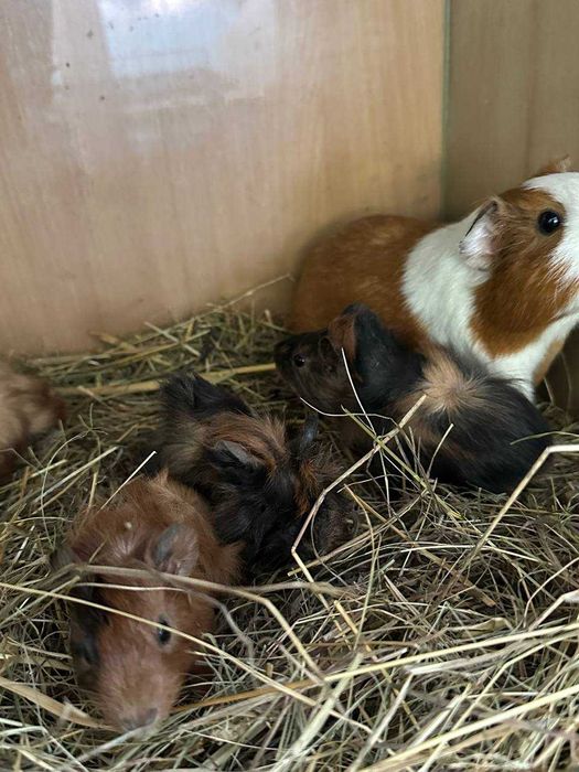 продаються морські свинки недорого