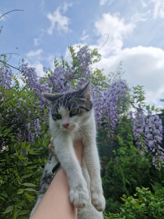 Lubi psy i ludzi! Drobna kotka do adopcji #kot