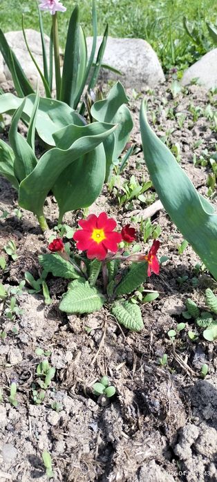 Продам примули баторічні