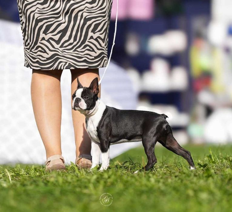 Suczka Boston Terrier - ZKwP/FCI o/Wrocław