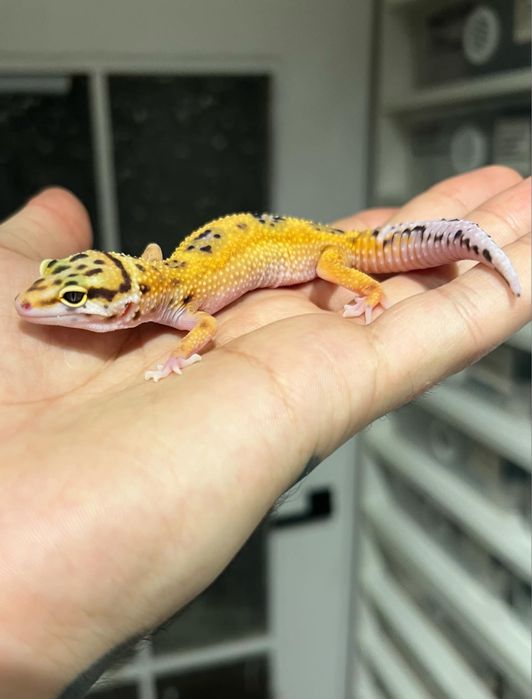 Gekon lamparci jungle tangerine