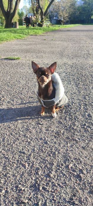 В'язка Чихуахуа міні