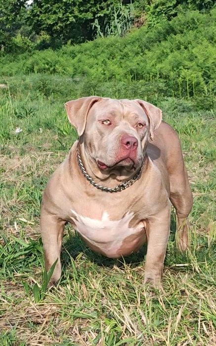 American bully standard