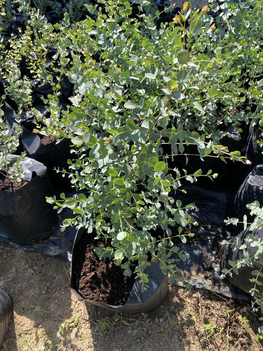 Eucalyptus Gunni (Gum) - Евкаліпт Гунні Гунни Ганна деревья