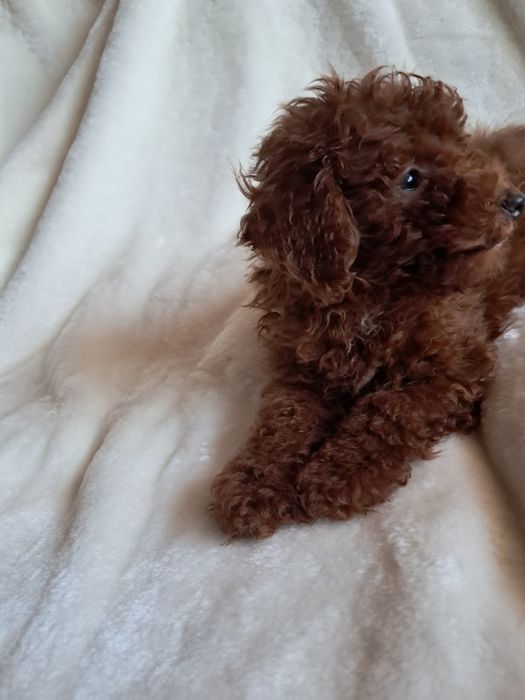 Pudelek po małych rodzicach