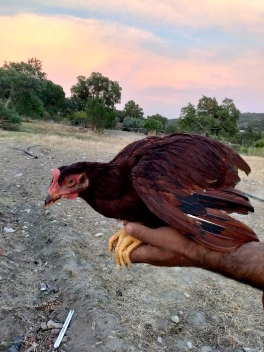 Galos leghorn e rhode island red