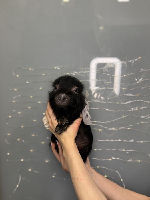 Красунчик міні піг Шварц Піггер