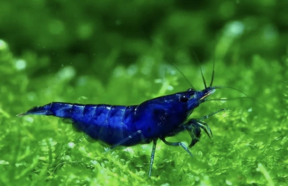 Camarões Neocaridina