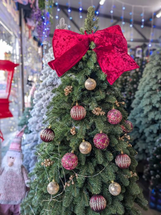 Лита ялинка Королівська